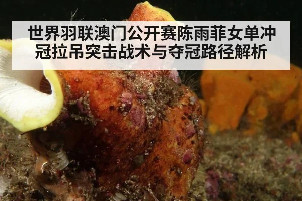 世界羽联澳门公开赛陈雨菲女单冲冠拉吊突击战术与夺冠路径解析